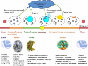 Менструальный цикл